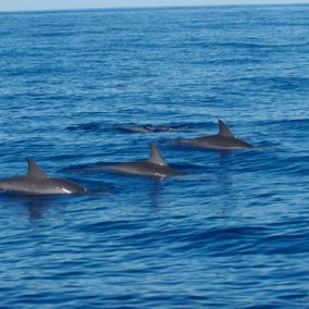 trois dauphins