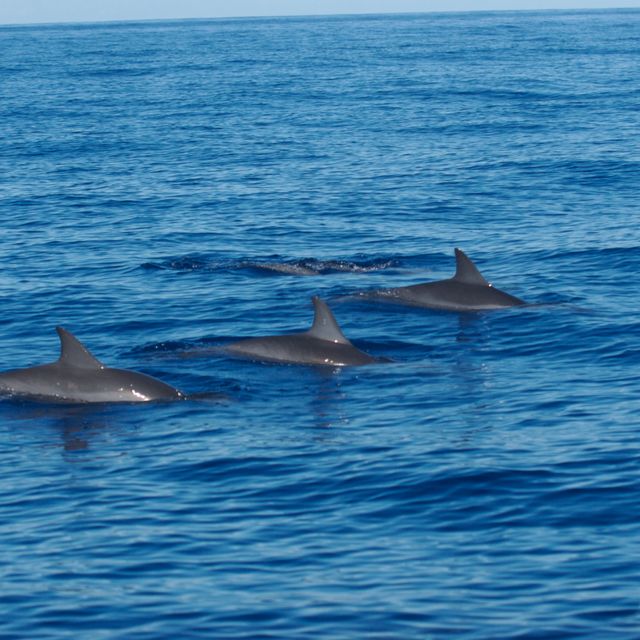 3 dauphins