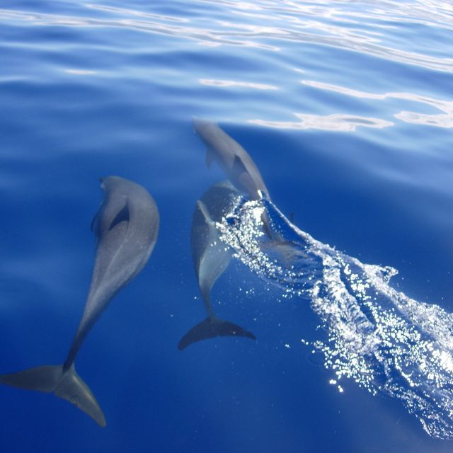 dauphins