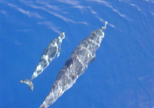 dauphins